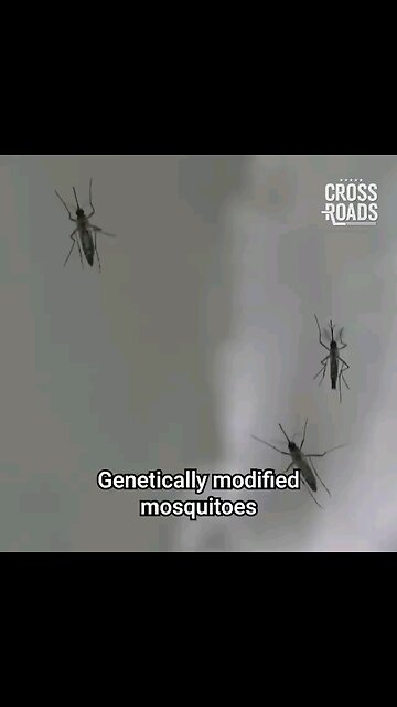 "We use the mosquitoes like they're 1000 small flying syringes" Weaponised Mosquitoes