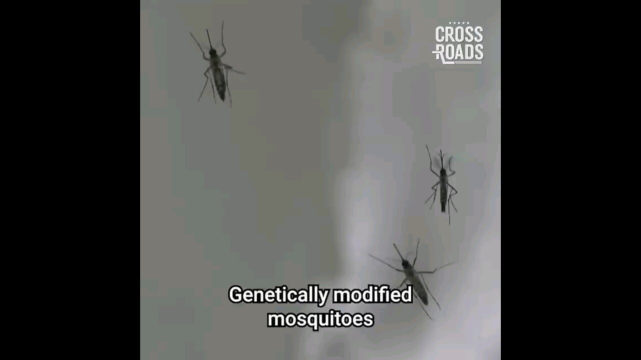 "We use the mosquitoes like they're 1000 small flying syringes" Weaponised Mosquitoes