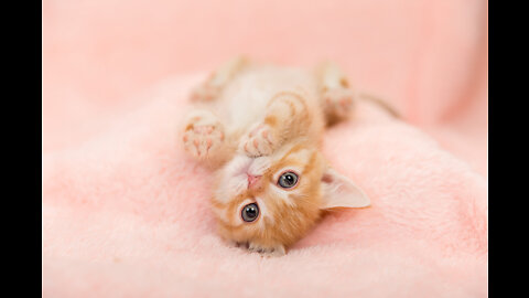 Funniest Cats Videos 🐱