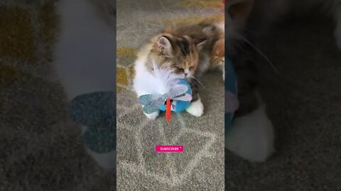funny cat videos | cute cat videos| cute animals funny cats #shorts #shortsfunny #cutecat #funnycat