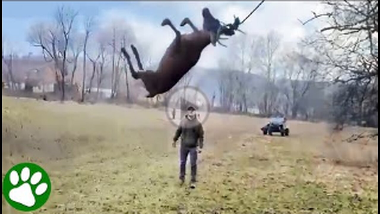 man rescue hanging deer in air,viral,