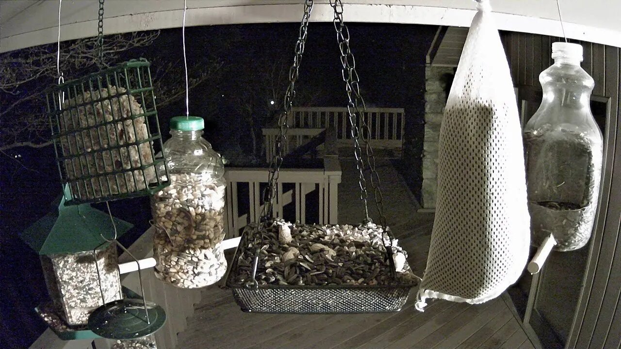 Live Stream Bird Feeder Ashville NC