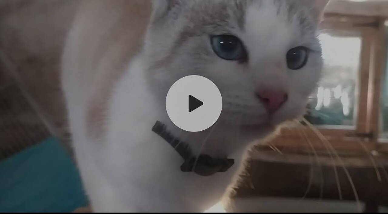 Cute kitten in the henhouse, video from Poland.