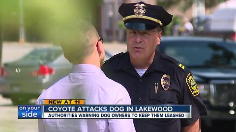 Lakewood police warn pet owners of Coyote attacks after one resident's dog was attacked.