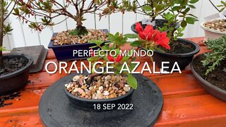 Perfecto Mundo Orange Azalea