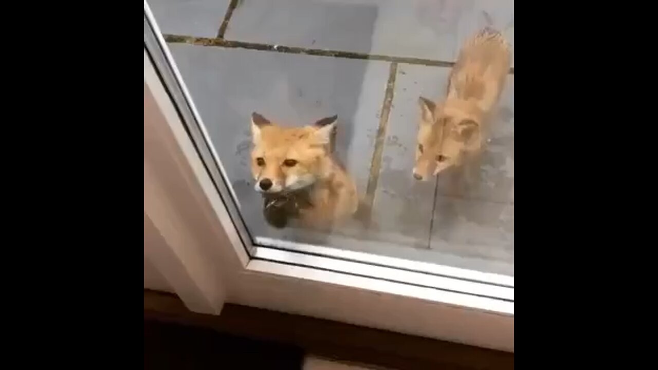 Cute foxes