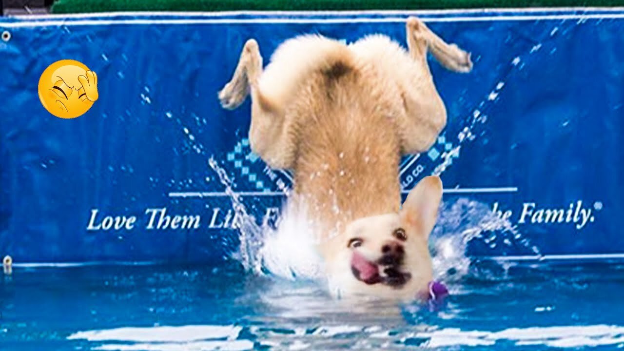 Can't Stop Laughing With These Funniest Dogs Fails