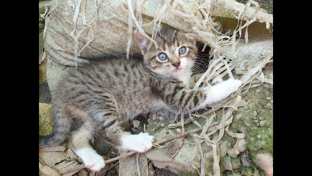 Little cats having fun. Funny kitten playing.