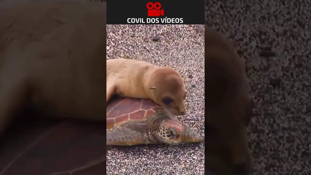 será que vale a pena pegar uma carona com uma tartaruga?
