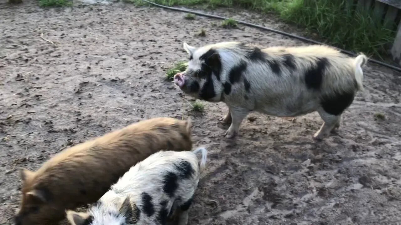 Just a stroll after a rain