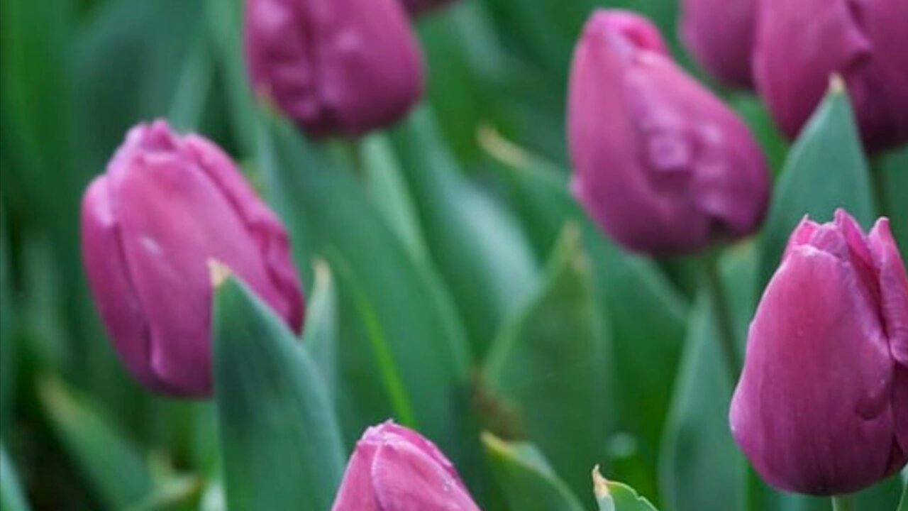 Flowers and their effortless connection to the light