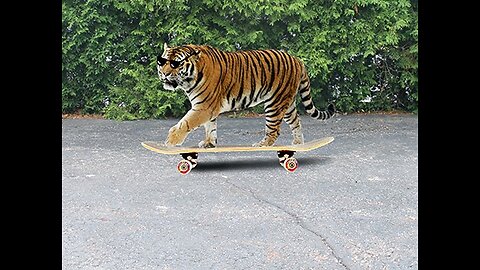 My friend is a tiger and ride skateboard!!!