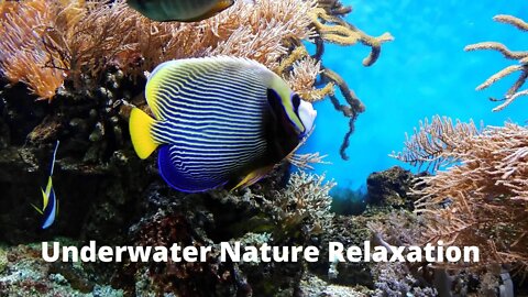 Underwater Nature Relaxation / Aquatic / 3 hour Relaxation