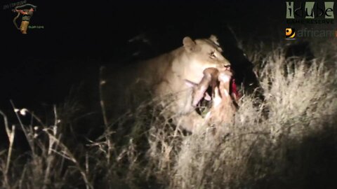 Lions With A Bushbuck