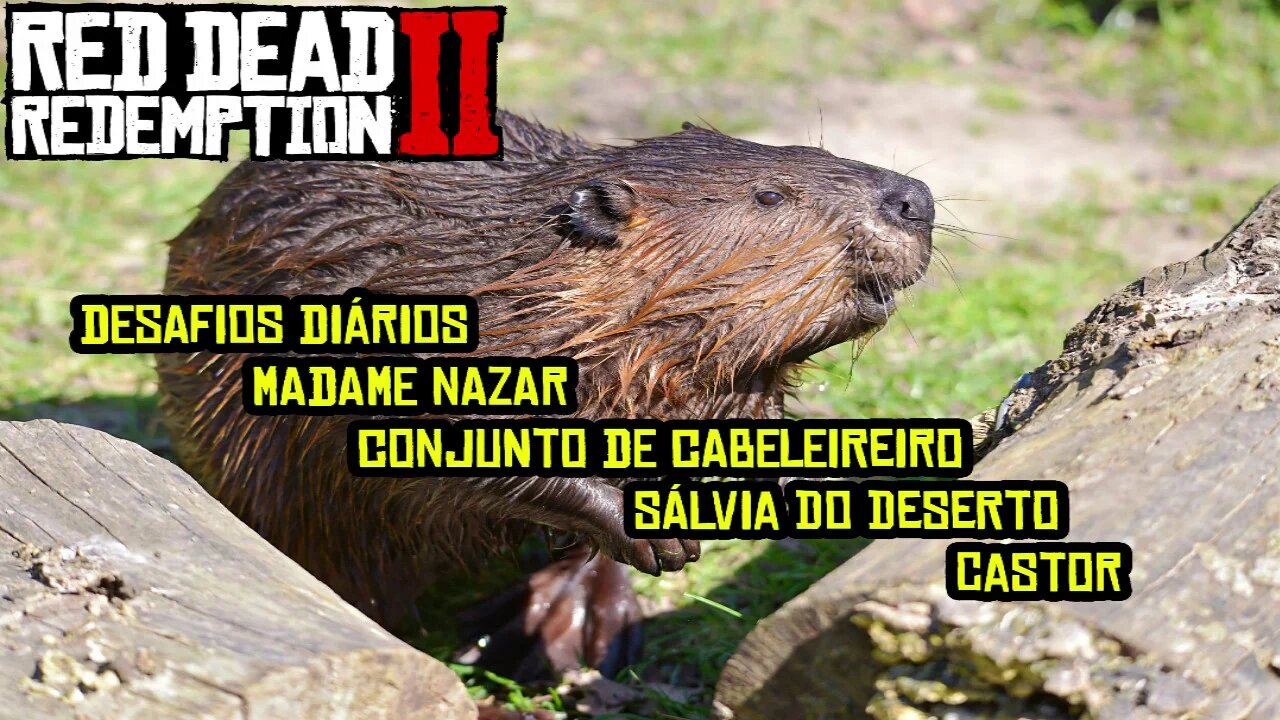 RED DEAD ONLINE DESAFIOS, SEMANAL E DIÁRIO, M NAZAR, CASTOR E SALVIA DO DESERTO