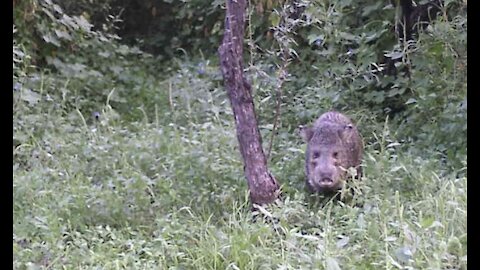 The Javelina News Tree