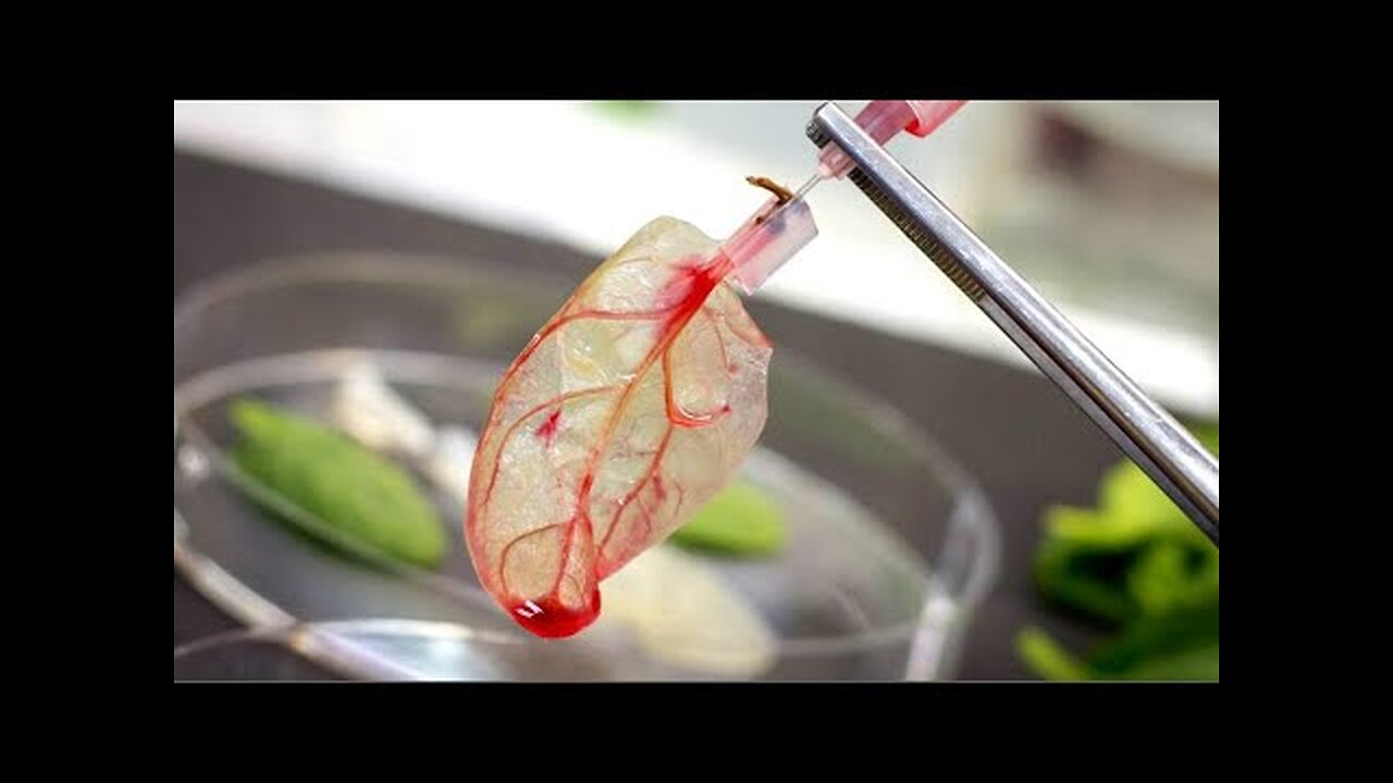 Transforming A Leaf Into Meat | Daily Dose Of Internet