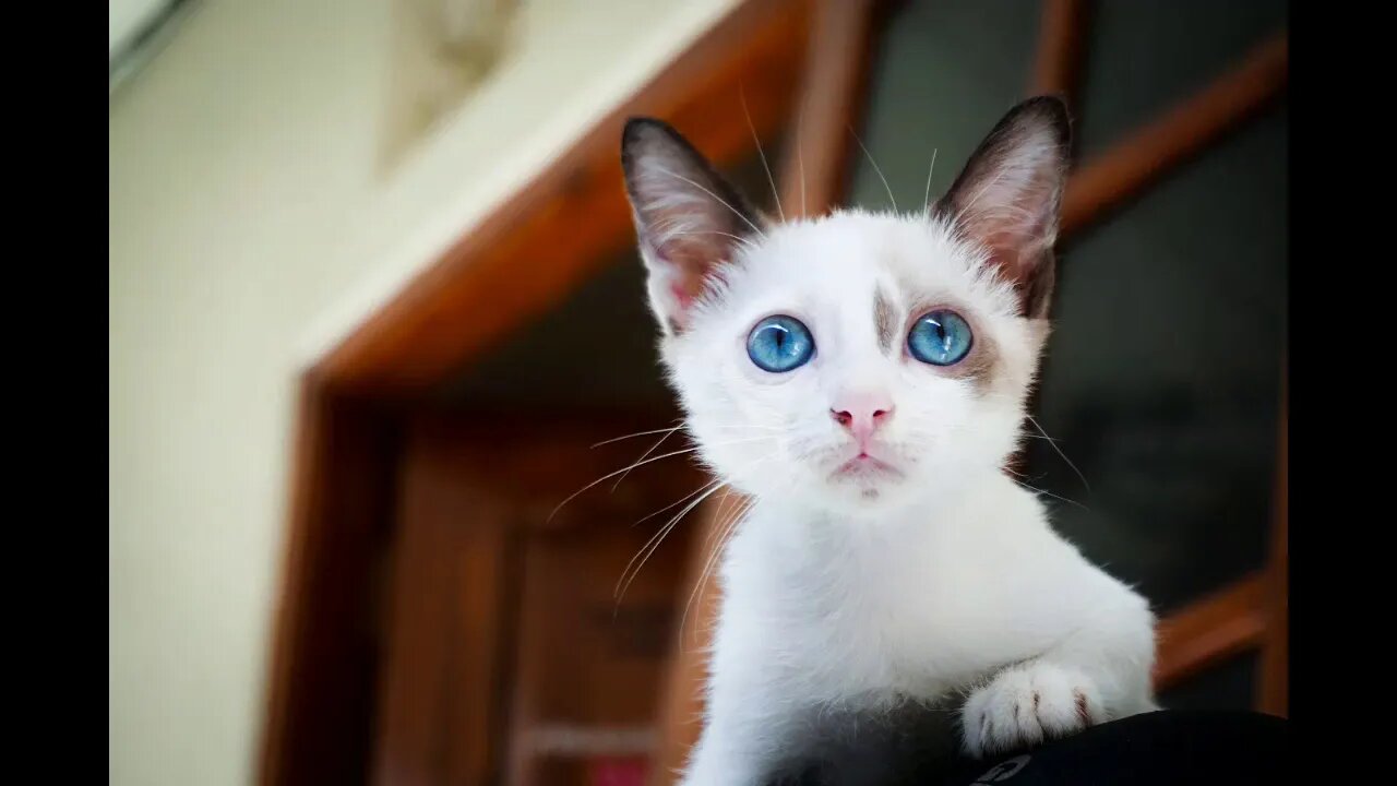 (Cat look) Kedi bakışı