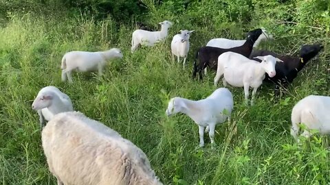 Barn Briefing - May 28, 2022