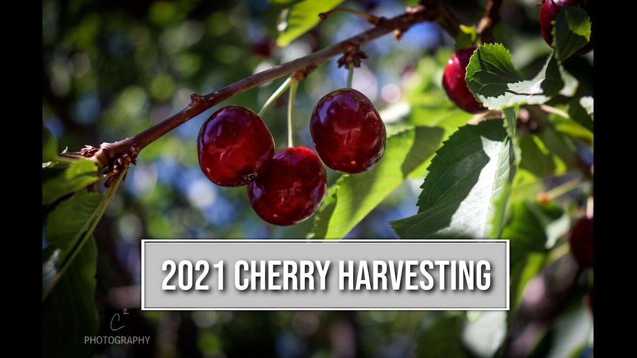 Cherry Harvesting and Preparation - Montana Living