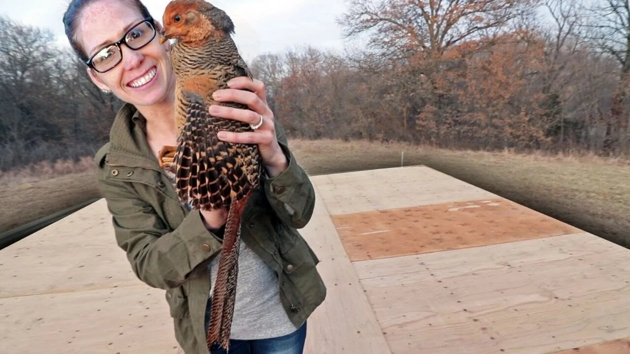 The ADVENTURE begins | building an aviary part 2 (building the coop deck)