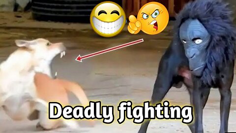 Oh No! Scared Dogs Reacting To Weird Things - Try Not To Laugh 🔥😳I Pets Island