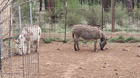 Miniature Donkeys