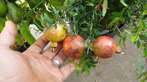 frutífera produzindo em vaso laranja melancia limão siciliano galego café cajá graviola romã goiaba