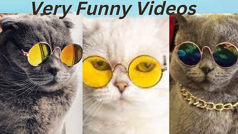 Best funny cat videos 2022