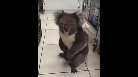 This koala is a screamer