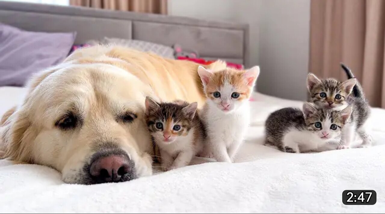 Tiny Kittens Love a Golden Retriever like their Mom