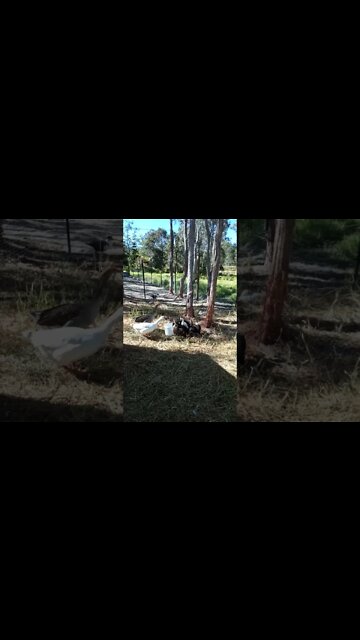 Ducklings out day six