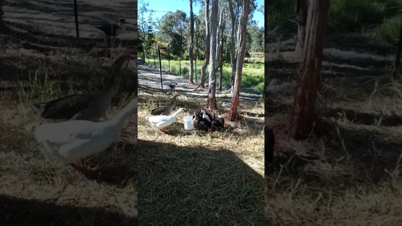 Ducklings out day six