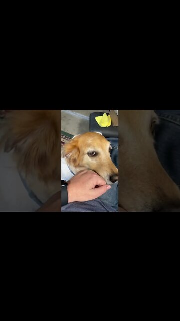 I had a visitor in the studio. I think she feels lonely because I’ve been working all day ￼#shorts