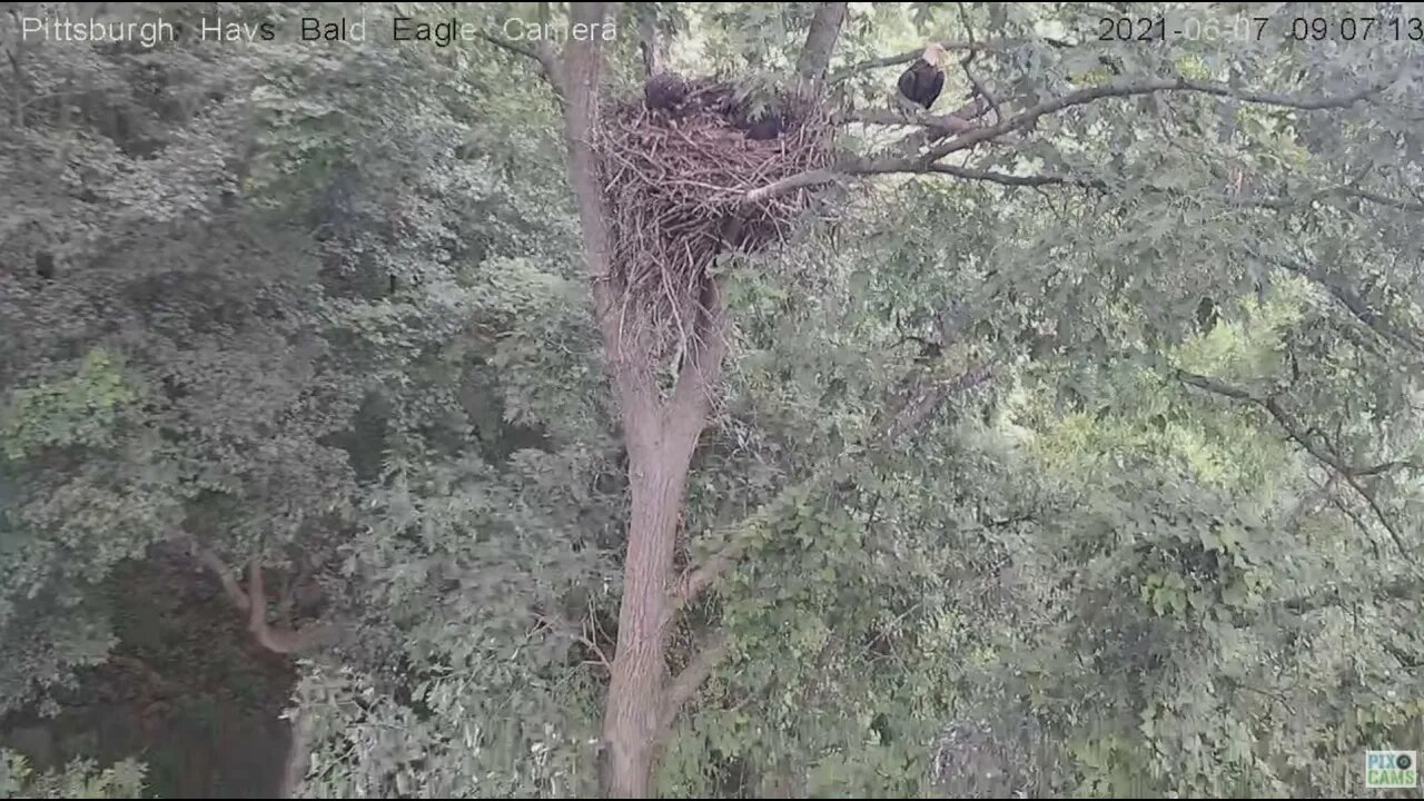 Hays Eagles Mom looks down at H13 in the nest tree 2021 06 07 906AM