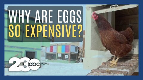 Eggs have gotten expensive, but why?