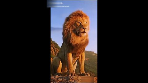 Cats-Dogs-Tigers-Lions-Amazing wild animals-Wildlife videos #6 | PAW Animals