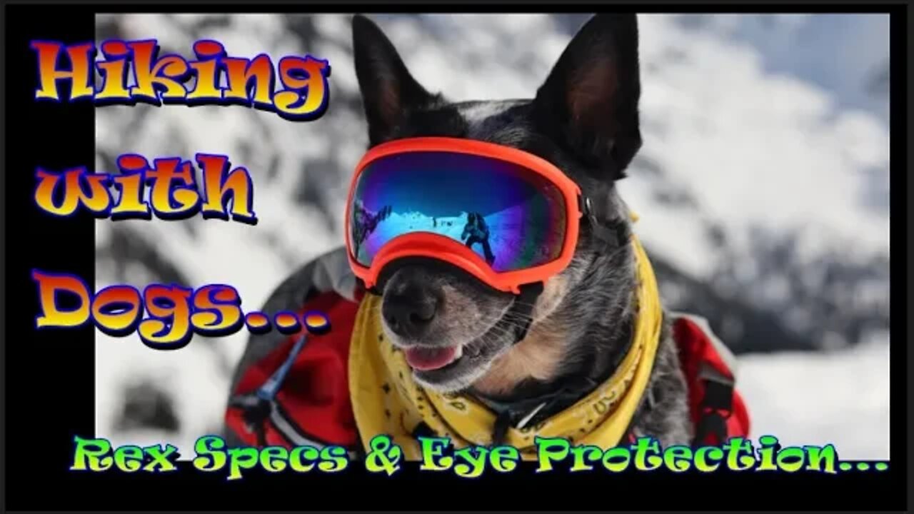 Rex Specs Review - Eye Protection For Your Dog