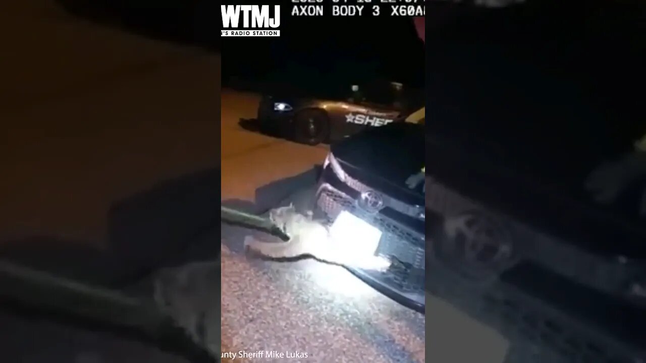 Here Kitty kitty!!! Wisconsin deputies extract a HUGE Bobcat stuck in car bumper #cat #bobcat #car