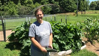 Zucchini, Corn, & Sunflowers