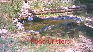 Pond Critters 06/30/2022