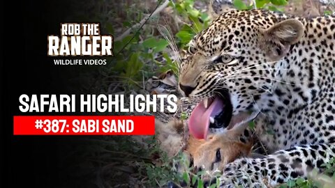 Safari Highlights #387: 28 - 31 December 2015 | Sabi Sand Nature Reserve | Latest Wildlife Sightings