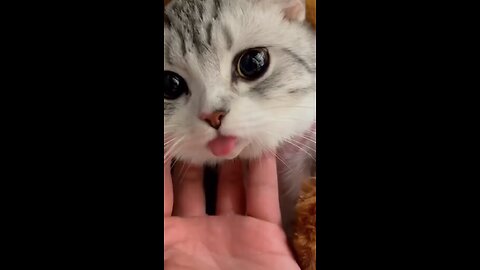 Cute cat 😻 toung video | cute cat