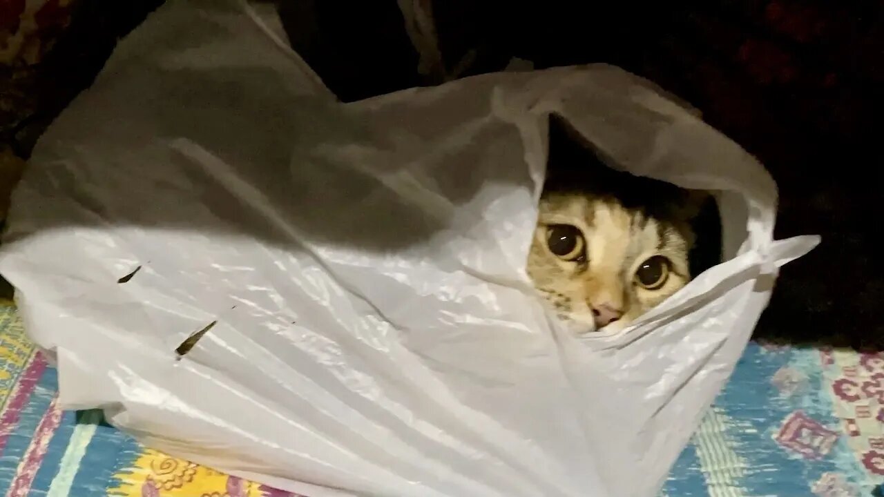 My Bag you can't have it!