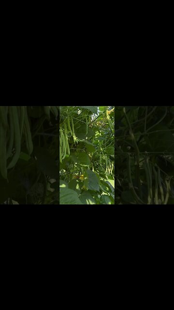 Vertically growing beans.. No bending over to pick them