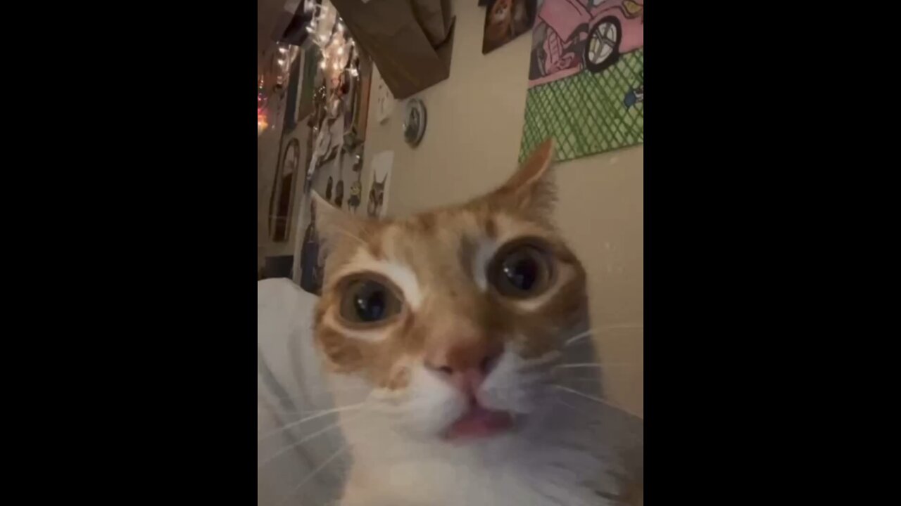 😺