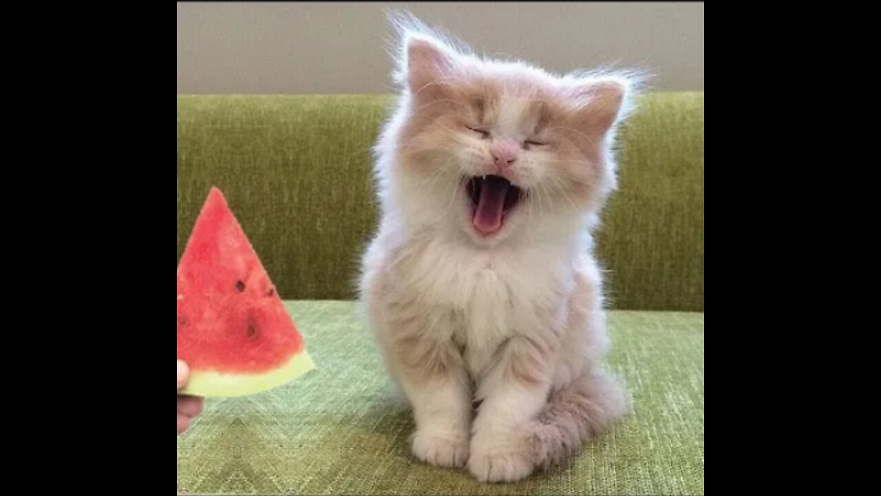Baby Cats - Cute & Funny Cat Videos | Cat Videos