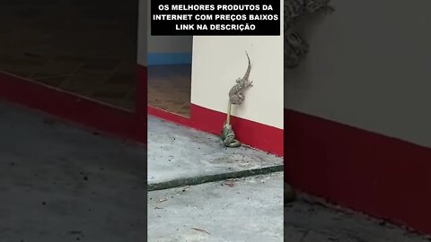 Tentando salvar o amigo