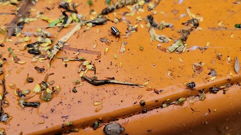 Bug Party!!!