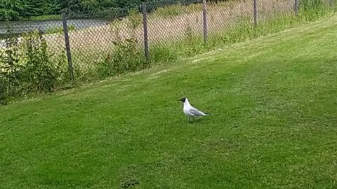 Black- headed gull